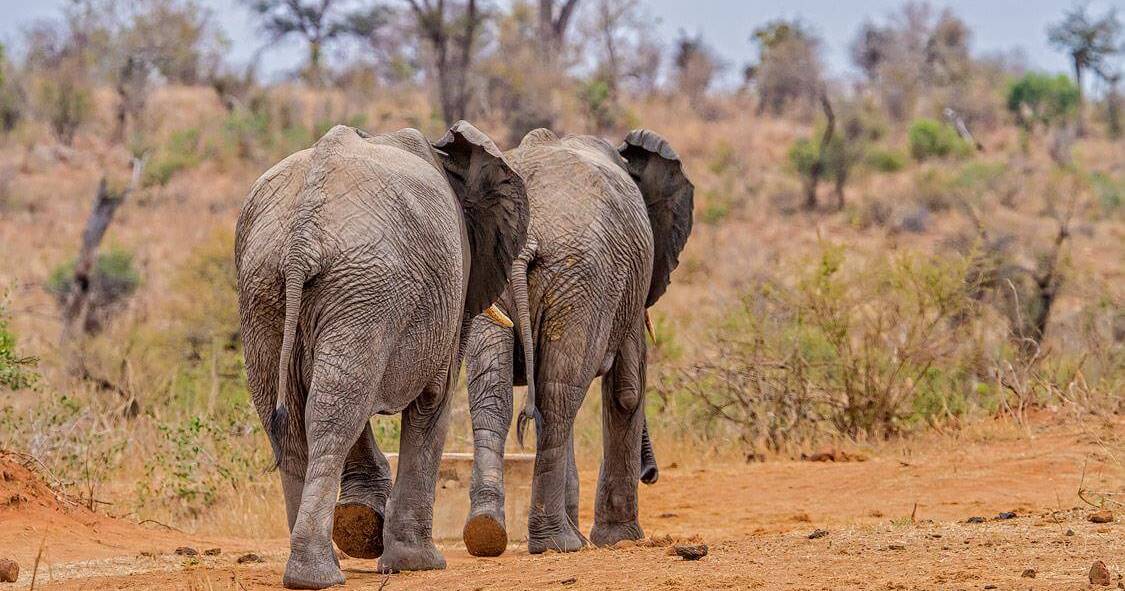 Elephants