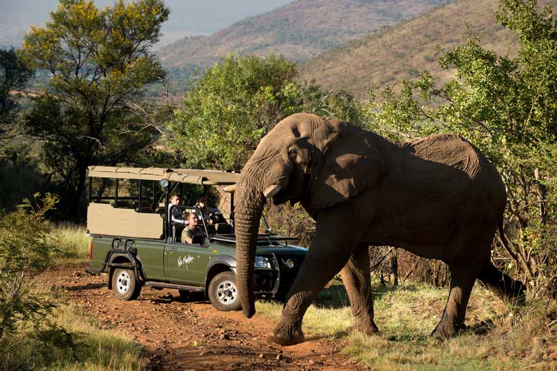 pilanesberg reserve elephant